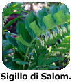 Sigillo di Salomone